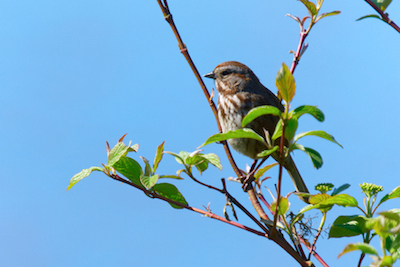 small branch